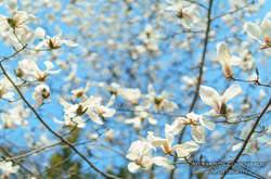 Завораживаю­щее зрелище: в Киеве цветут магнолии