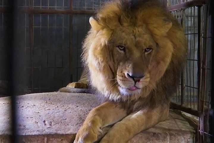 Із занепалого зоопарку Гази врятували п'ять левів