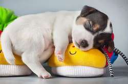 Качественный сон помогает бороться с лишним весом