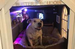 Хозяин сделал псу домик, который похож на однокомнатный дворец