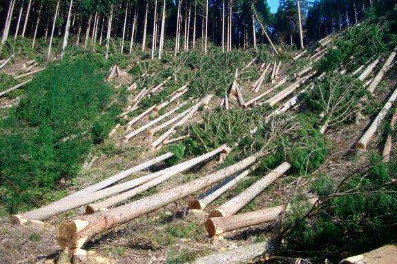 Поліція Івано-Франківської області відкрила кримінальне провадження через незаконну вирубку лісу