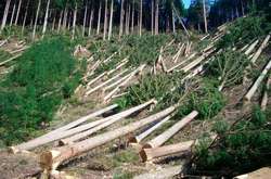 Поліція Івано-Франківської області відкрила кримінальне провадження через незаконну вирубку лісу