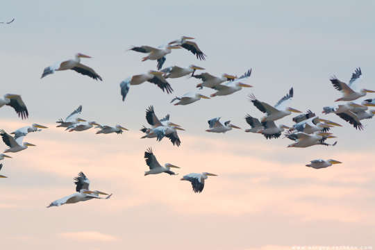 На Кінбурнську косу повернулися пелікани (фото)