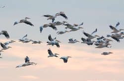 На Кінбурнську косу повернулися пелікани (фото)