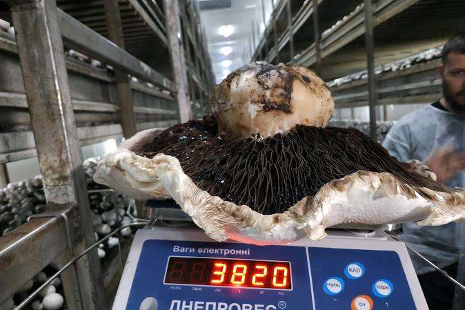 На фермі під Києвом виростили велетенський гриб (фото)