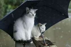 На Україну насуваються дощі з грозами