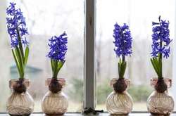 Гиацинты могут помочь в лечении слепоты