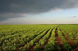 В уряді заявили, що виступають за поступове відкриття ринку землі в Україні