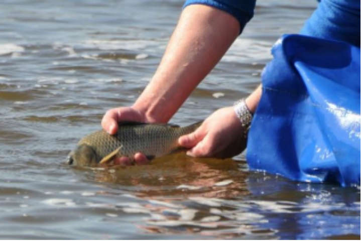 У Канівське водосховище випустять понад 3 тонни риби
