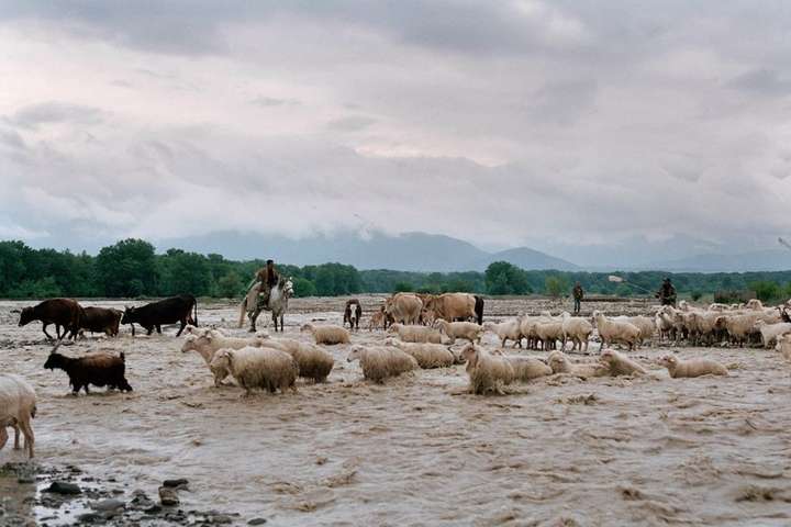 200 кілометрів тушинського шляху. Як виглядає життя грузинських гірських пастухів