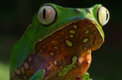 Netflix и WWF выпустили документальный проект «Наша планета». Украина представлена Чернобылем