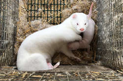 Строительство норковых ферм под Киевом: местные жители не согласны с опасениями зоозащитников?