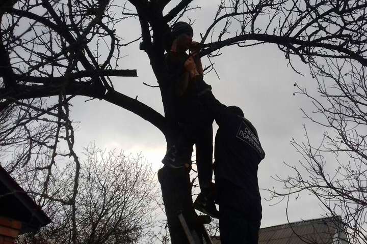На Киевщине мужчина застрял на дереве