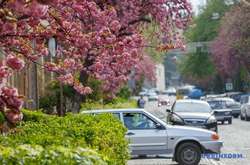 В Ужгороде массово зацвела сакура (фото)
