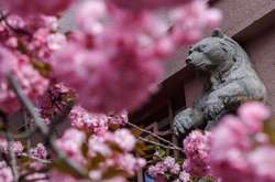 У дні цвітіння сакури у місті стартував щорічний сакура-фест, присвячений масовому цвітінню японської вишні