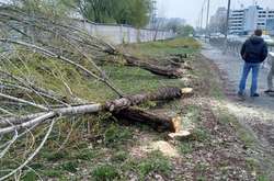 Зловмисники залишили спиляні стовбури дерев