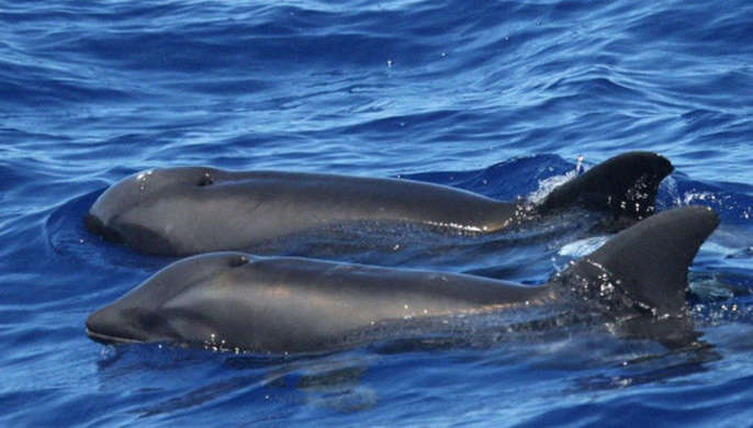 Катастрофа в окупованому Криму: знайшли десятки мертвих дельфінів