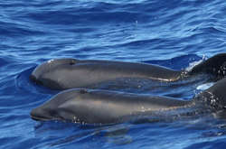 Катастрофа в окупованому Криму: знайшли десятки мертвих дельфінів