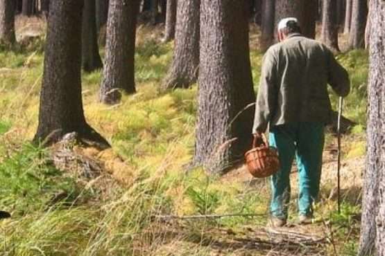 У лісах Прикарпаття загубилася родина з Києва