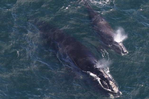 Рідкісних китів помітили з потомством біля східного узбережжя США (фото)
