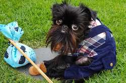 Песик из ада: брюссельский гриффон покоряет Instagram 