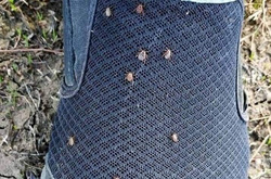 Кліщі чіпляються на одяг чи взуття