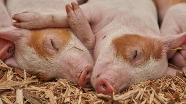 В Україні нарешті зросла кількість свиней - Держстат 