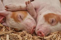 В Україні нарешті зросла кількість свиней - Держстат 