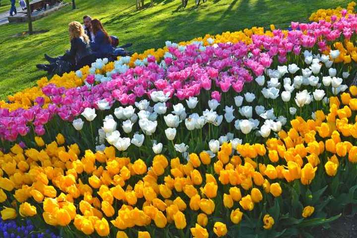 Відкриття казкової виставки тюльпанів у Києві перенесено