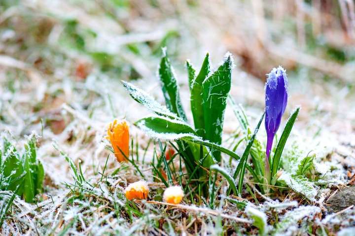 Погода в Україні на 16 квітня: на зміну нічним заморозкам прийде дощ