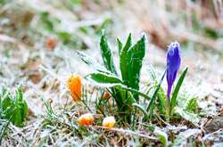 У західних областях вночі похолодало до -5°