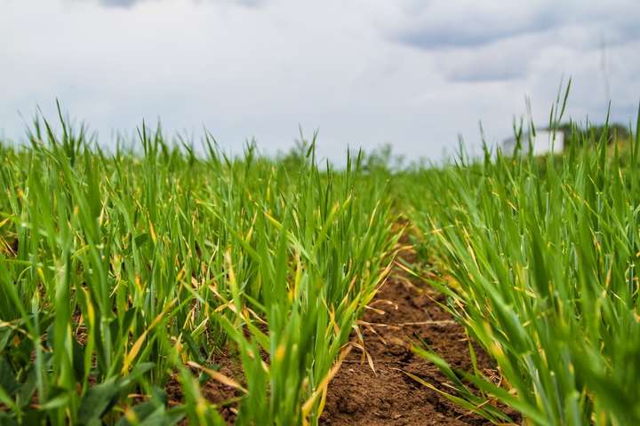 З початку року в Україні зростає обсяг виробництва сільгосппродукції 