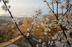 У Києві температура повітря вдень підніматиметься до +12 градусів