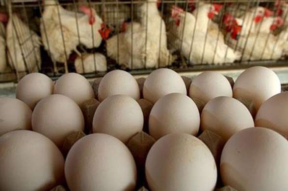 В Україні за останні місяці подешевшали яйця та курятина