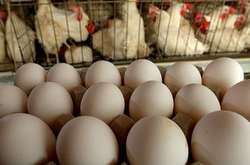 В Україні за останні місяці подешевшали яйця та курятина