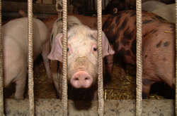 На Львовщине при пожаре погибли полтысячи свиней