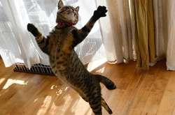 Дикие танцы: показали забавные подвижные игры котов