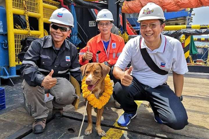 У Таїланді врятували з моря собаку, який опинився за 220 км від берега (фото)