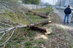 Знищена вандалами алея тополь