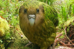Почти вымерший вид самых толстых в мире попугаев переживает новый бейби-бум