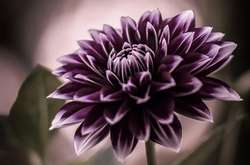 Красивые цветы на снимках талантливого фотографа из Японии