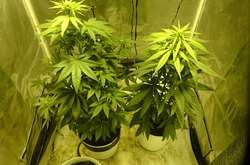 «Юний натураліст»: киянин створив у квартирі теплицю для вирощування конопель (фото)