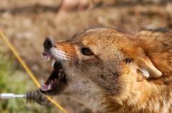 В Україні цього року вже зафіксували 260 випадків сказу 