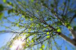 У Київ іде потепління