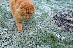 Синоптики попередили  про заморозки «помаранчевого» рівня