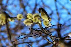 У Києві в суботу мінлива хмарність, без опадів