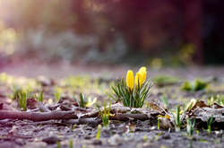 Погода на неділю: температура вдень до +18, дощитиме лише на заході