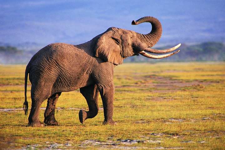 В Индии слон убил пятерых человек