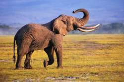 В Индии слон убил пятерых человек