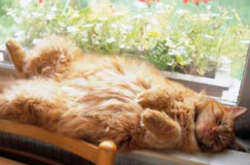 В Україну йде довгоочікуване потепління